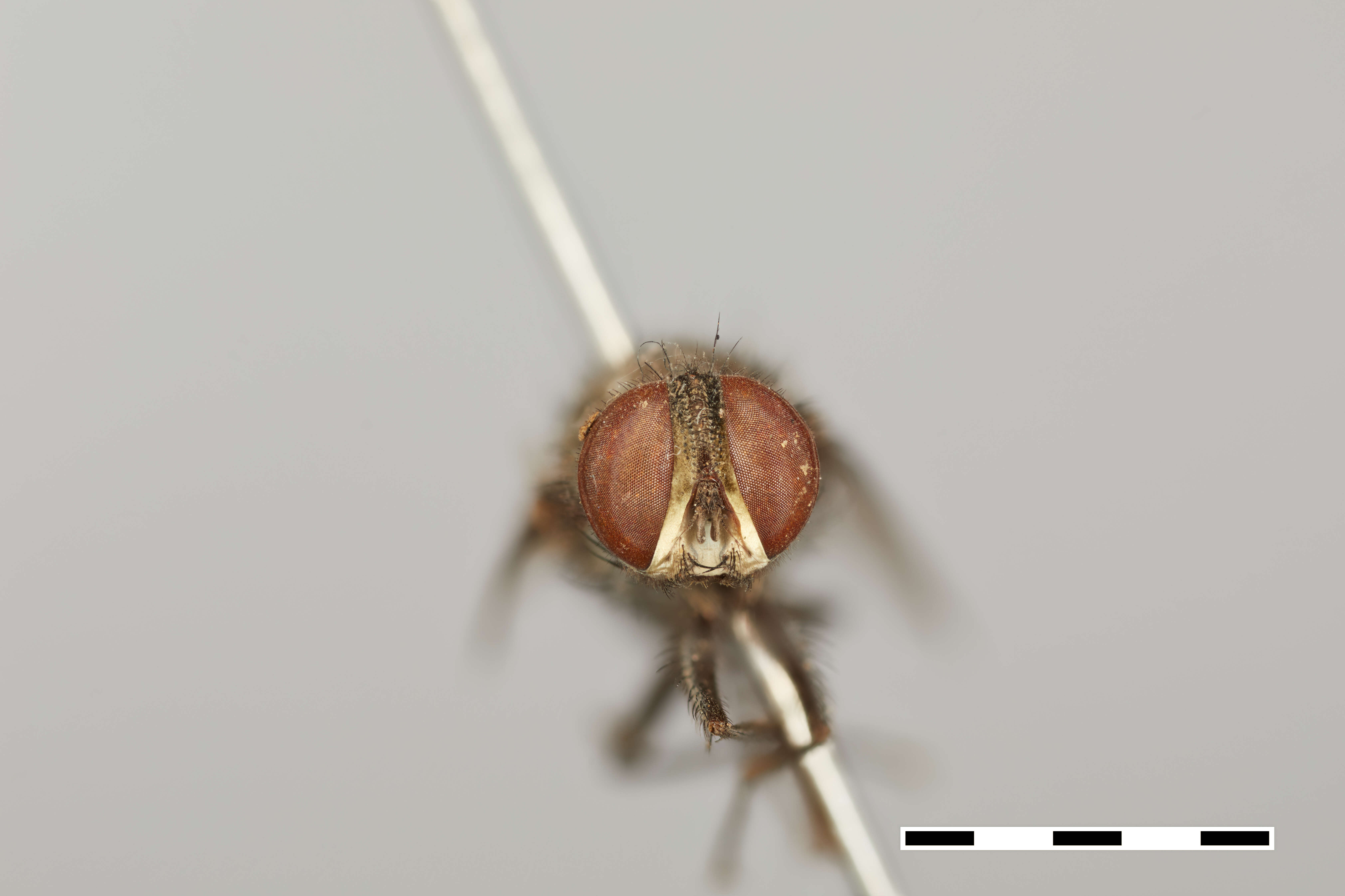 Image of Pachyophthalmus auriceps Baranov
