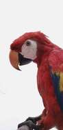 Image of Scarlet Macaw