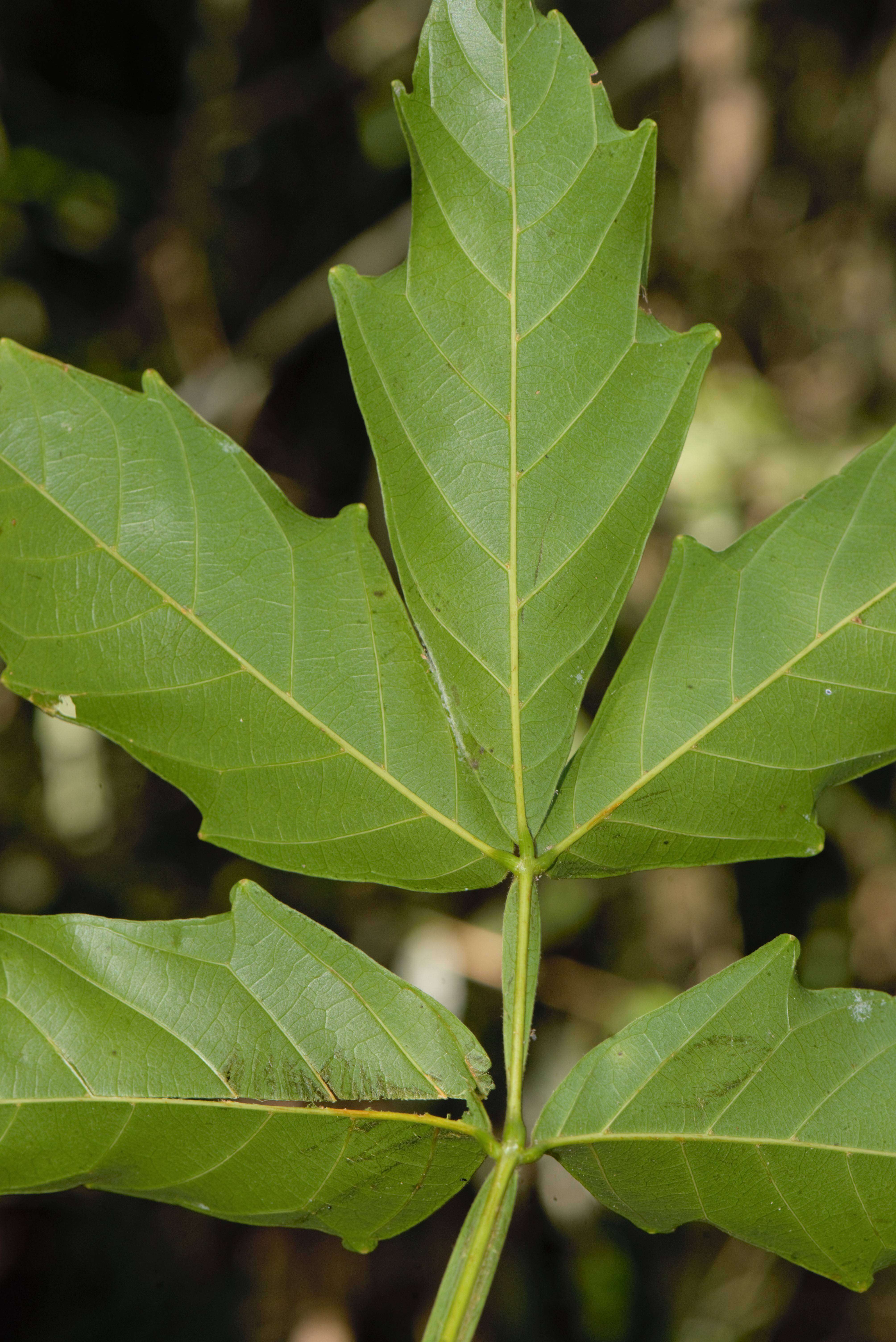 Слика од Paullinia pinnata L.