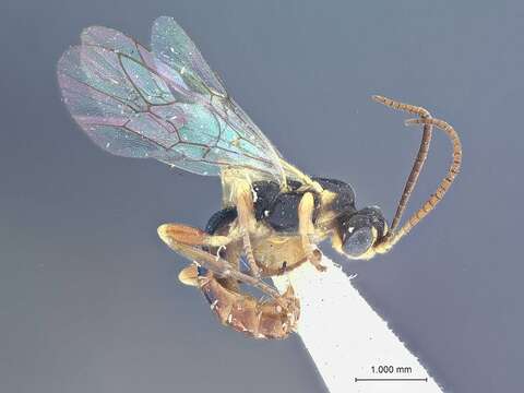 Image of Ctenochira deplanata Townes & Townes 1949