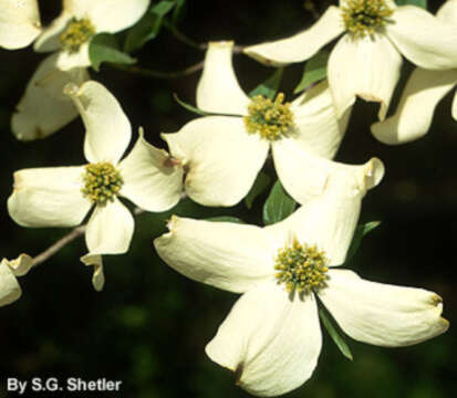 Image of flowering dogwood