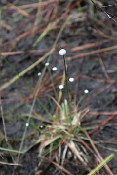 Image of Narrow Pipewort