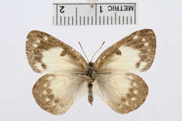 Colotis amata (Fabricius 1775)的圖片