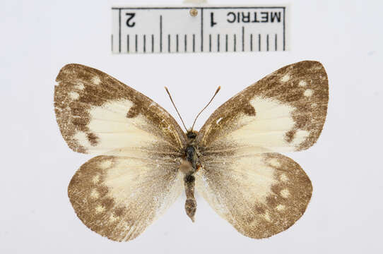 Colotis amata (Fabricius 1775)的圖片