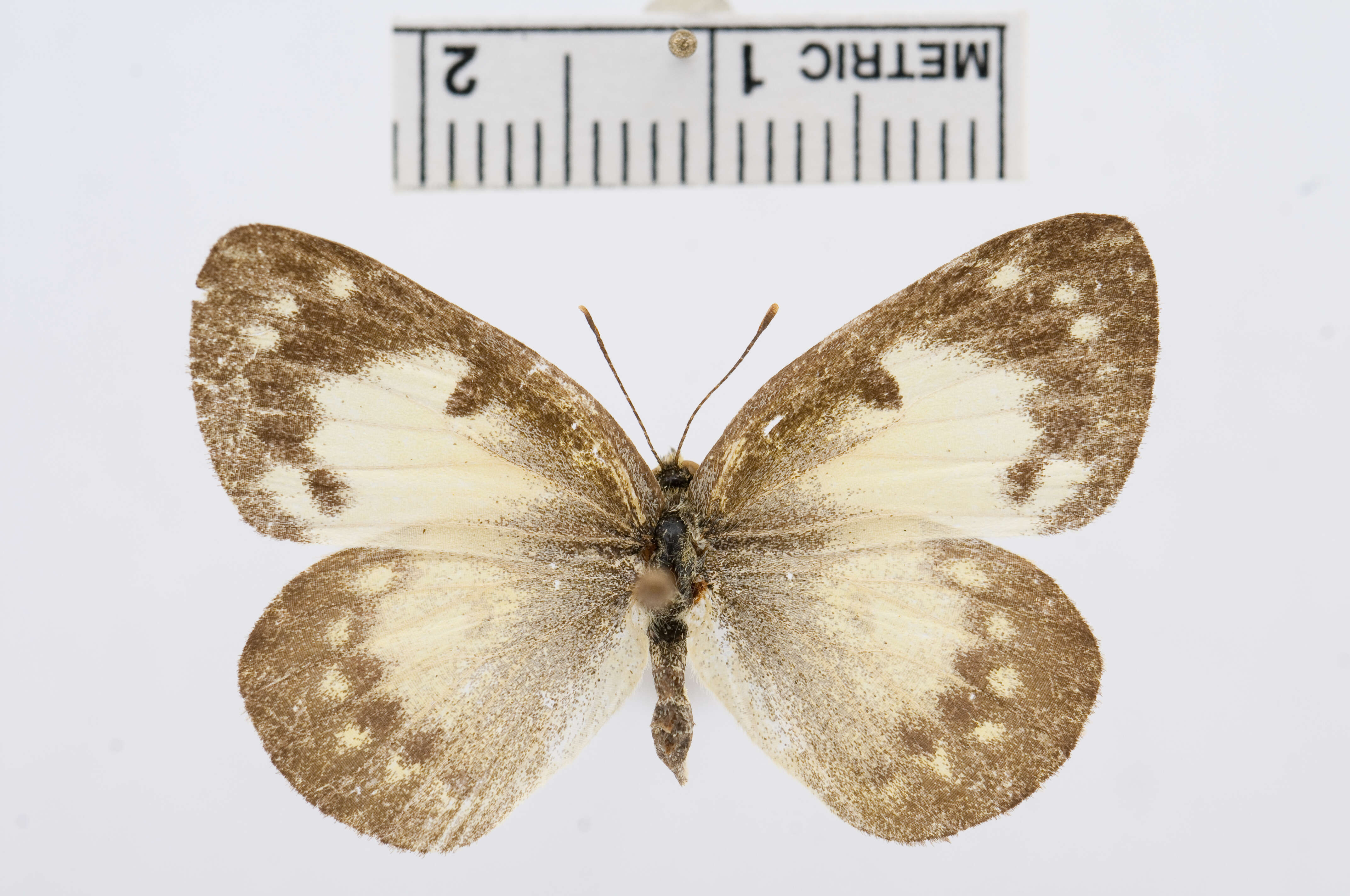 Colotis amata (Fabricius 1775)的圖片