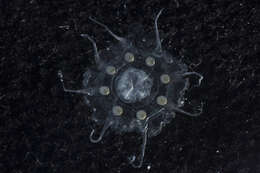 Image of crown jellyfish