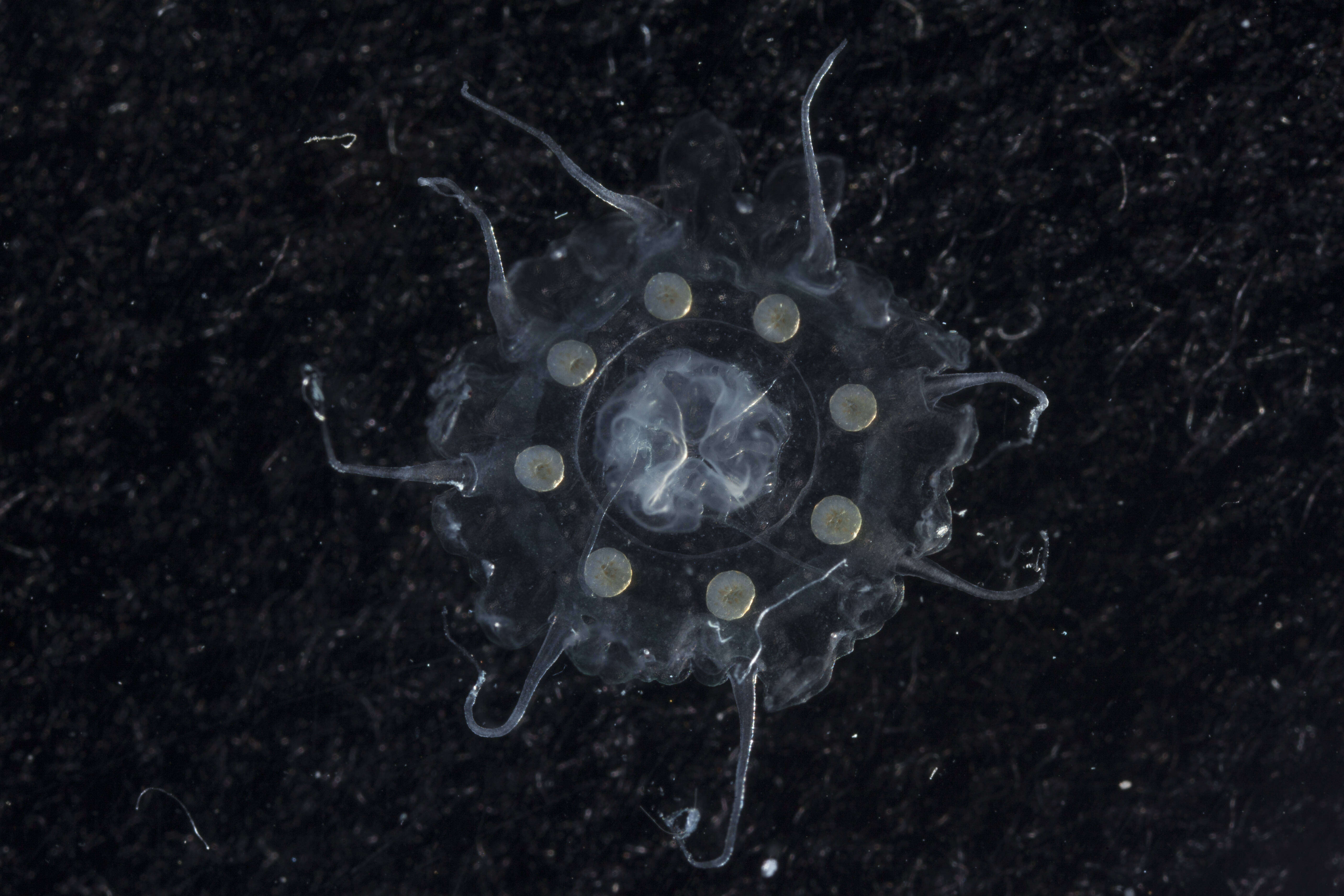 Image of crown jellyfish