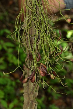 Image of Florida dutchman's pipe