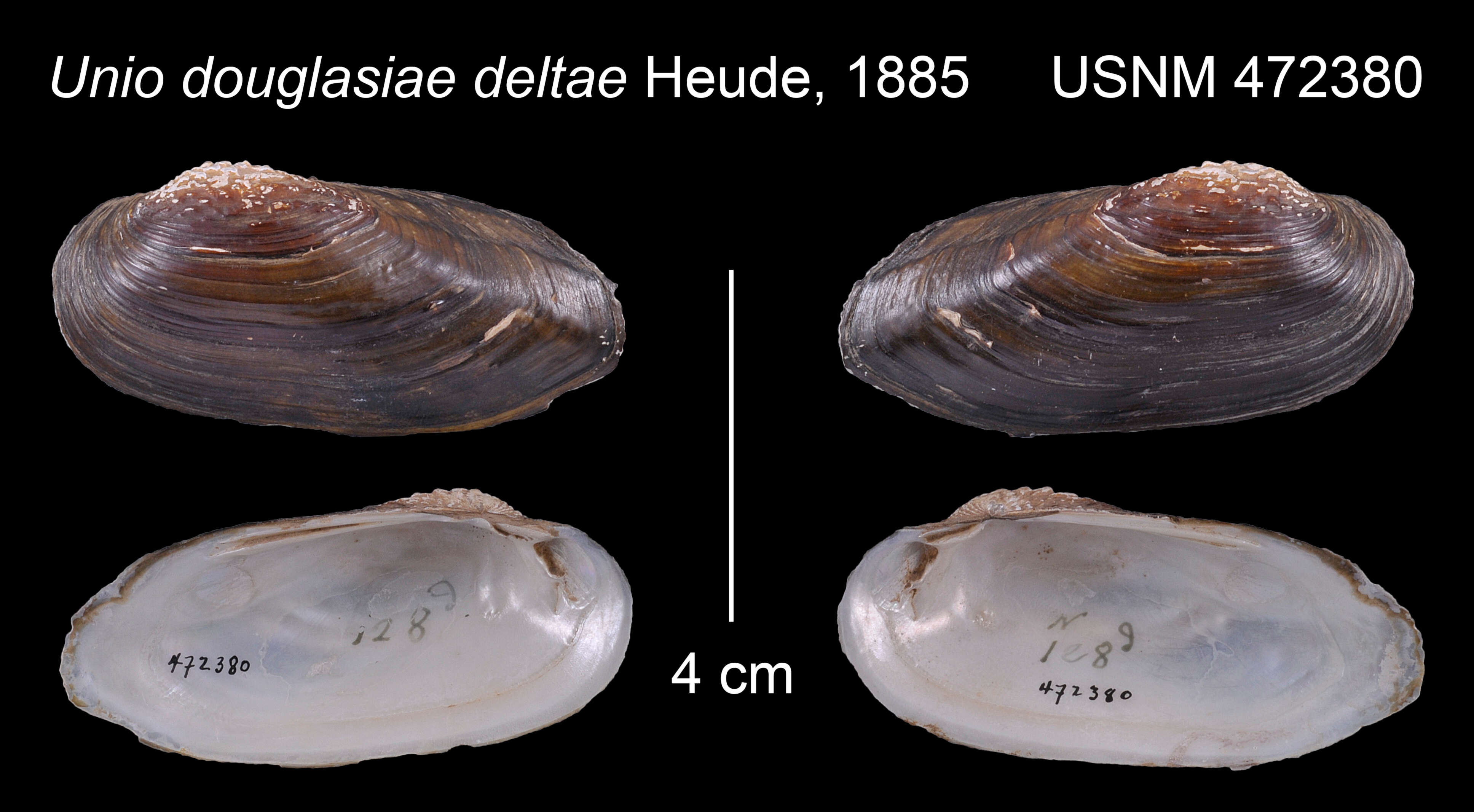 Image of Unio douglasiae Gray 1833