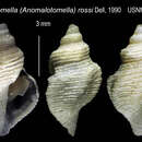 Imagem de Pleurotomella simillima Thiele 1912