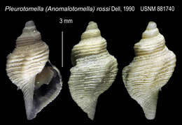 Plancia ëd Pleurotomella simillima Thiele 1912