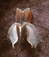 Image of Coffee bean scaled squid