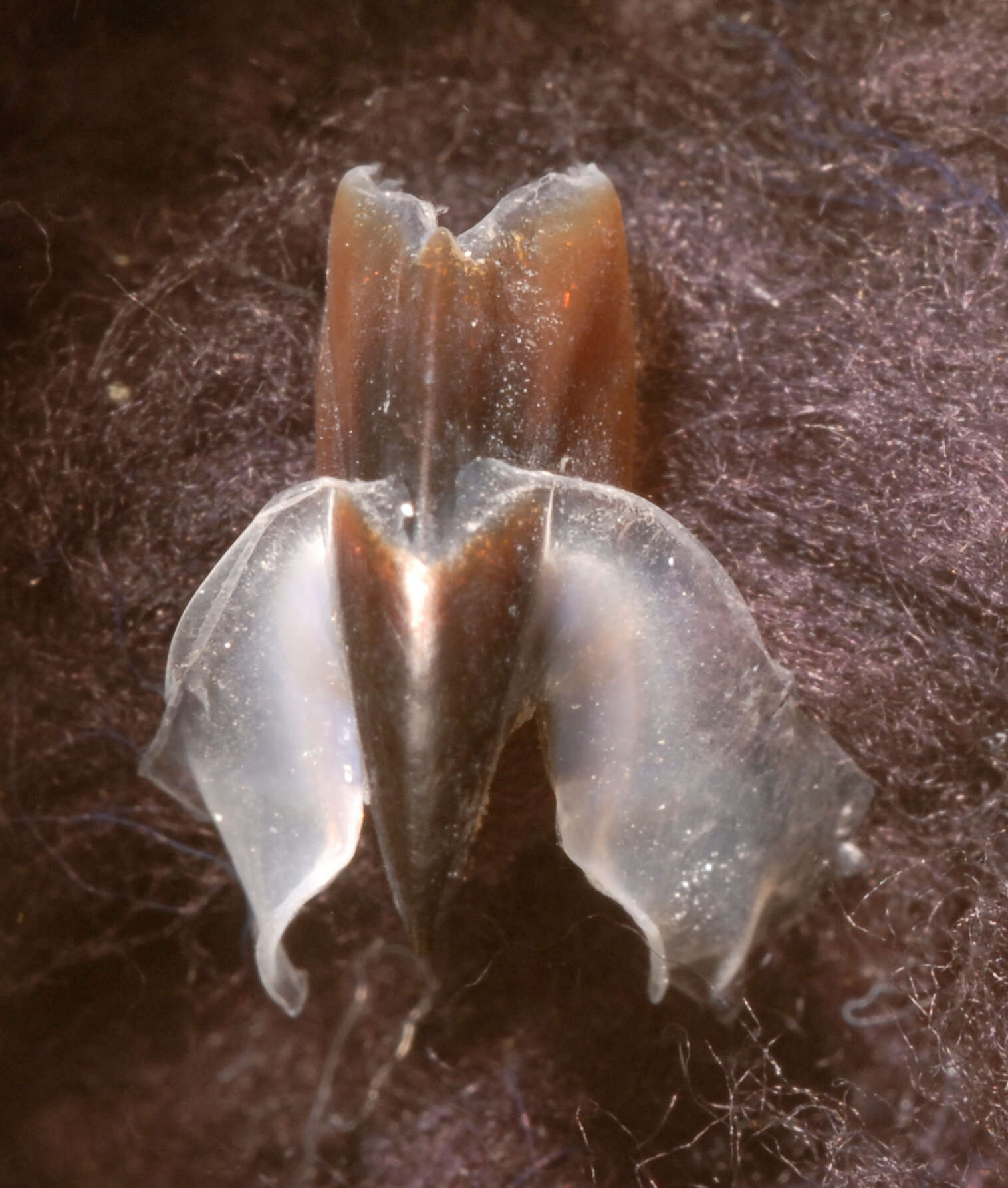 صورة Pholidoteuthis massyae (Pfeffer 1912)