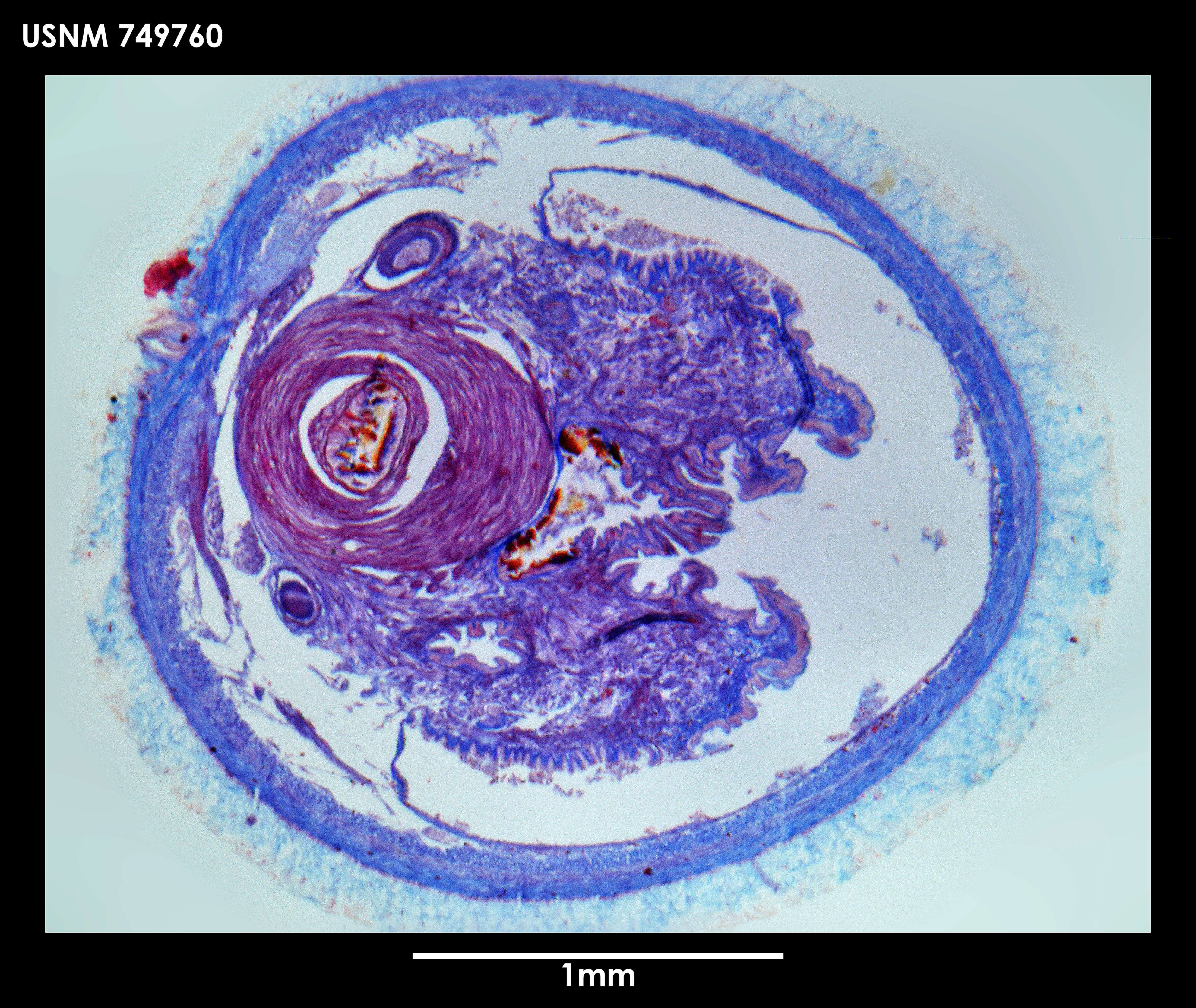 Image of Dorymenia profunda Salvini-Plawen 1978