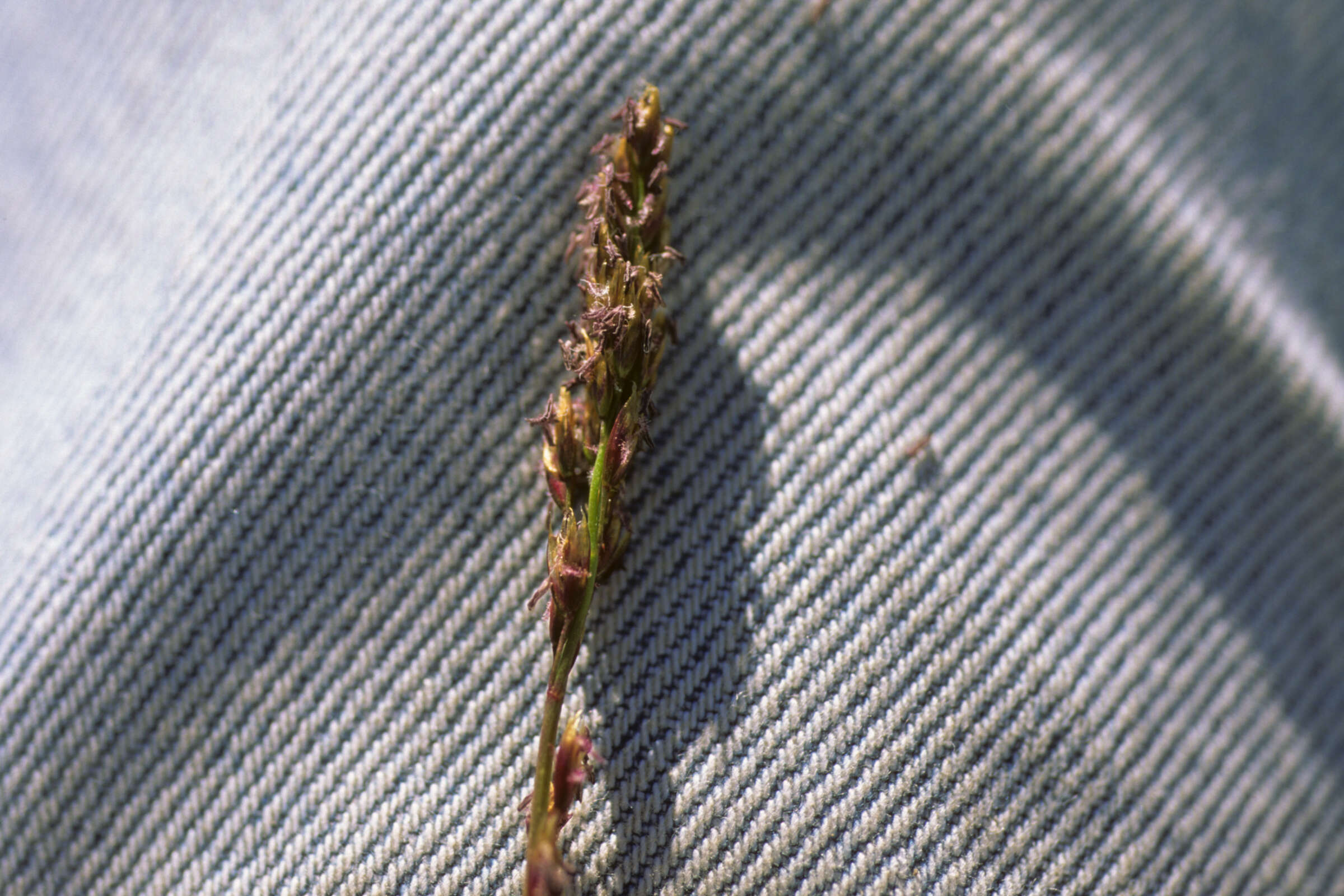Image of tundragrass