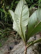 Image of Waikane Valley Cyrtandra