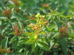 Image of mountain bush honeysuckle