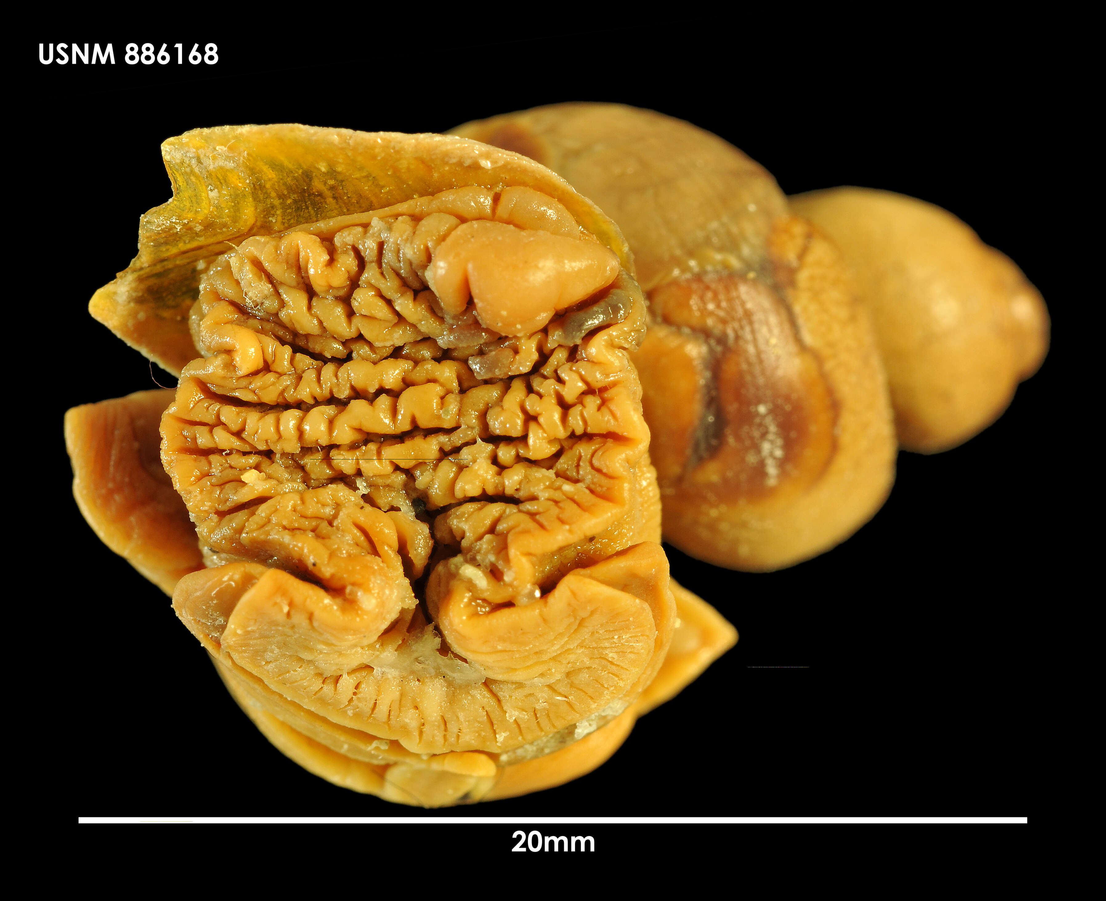 Sivun Antarctodomus thielei (Powell 1958) kuva