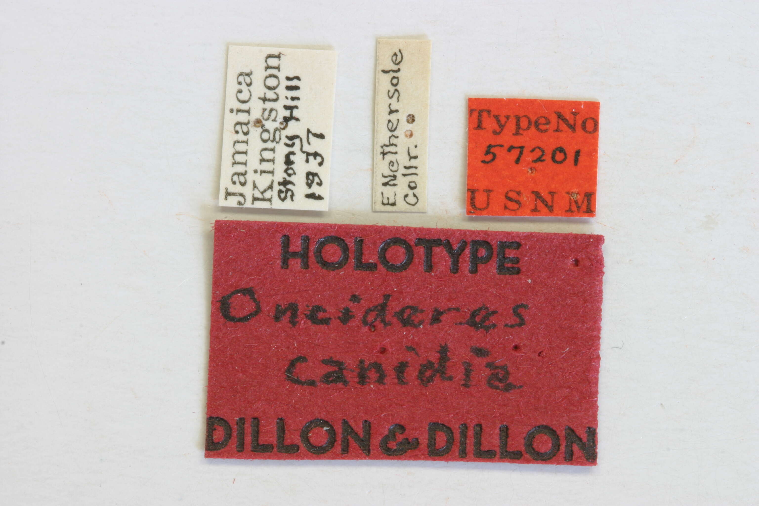 Image of Oncideres canidia Dillon & Dillon 1946