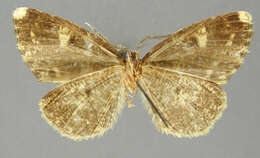 صورة Pherotesia maculiplaga Dognin 1916