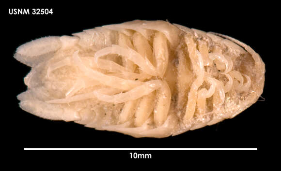 Image of Aega australis Whitelegge 1901