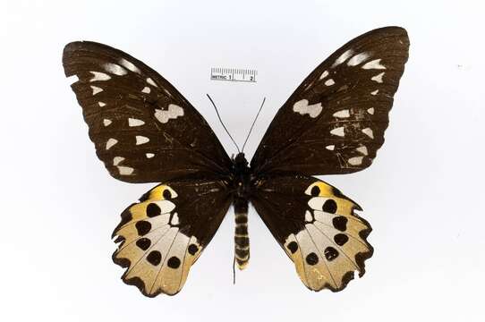 Image of Tithonus Birdwing