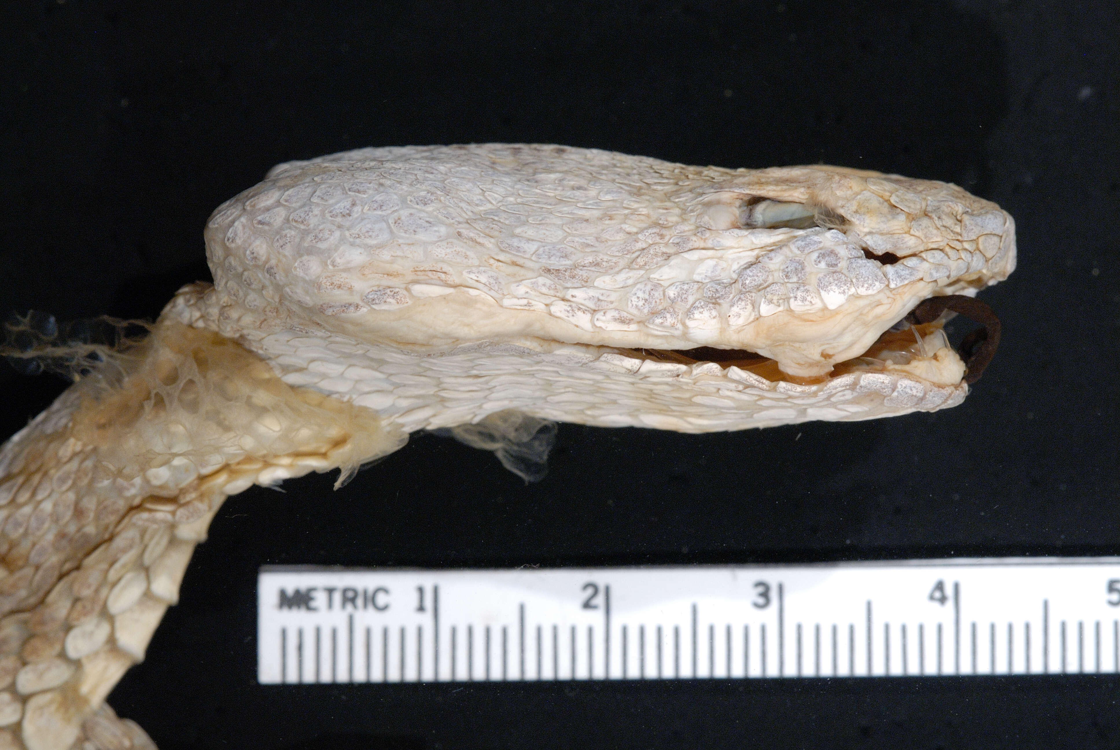 Image of Crotalus ornatus Hallowell 1854