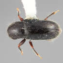 Image of Scolytodes constrictus Wood 1977