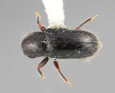 Image of Scolytodes constrictus Wood 1977