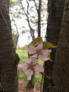 Image of Prunus L.