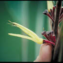 Image of Heliconia dasyantha K. Koch & C. D. Bouché