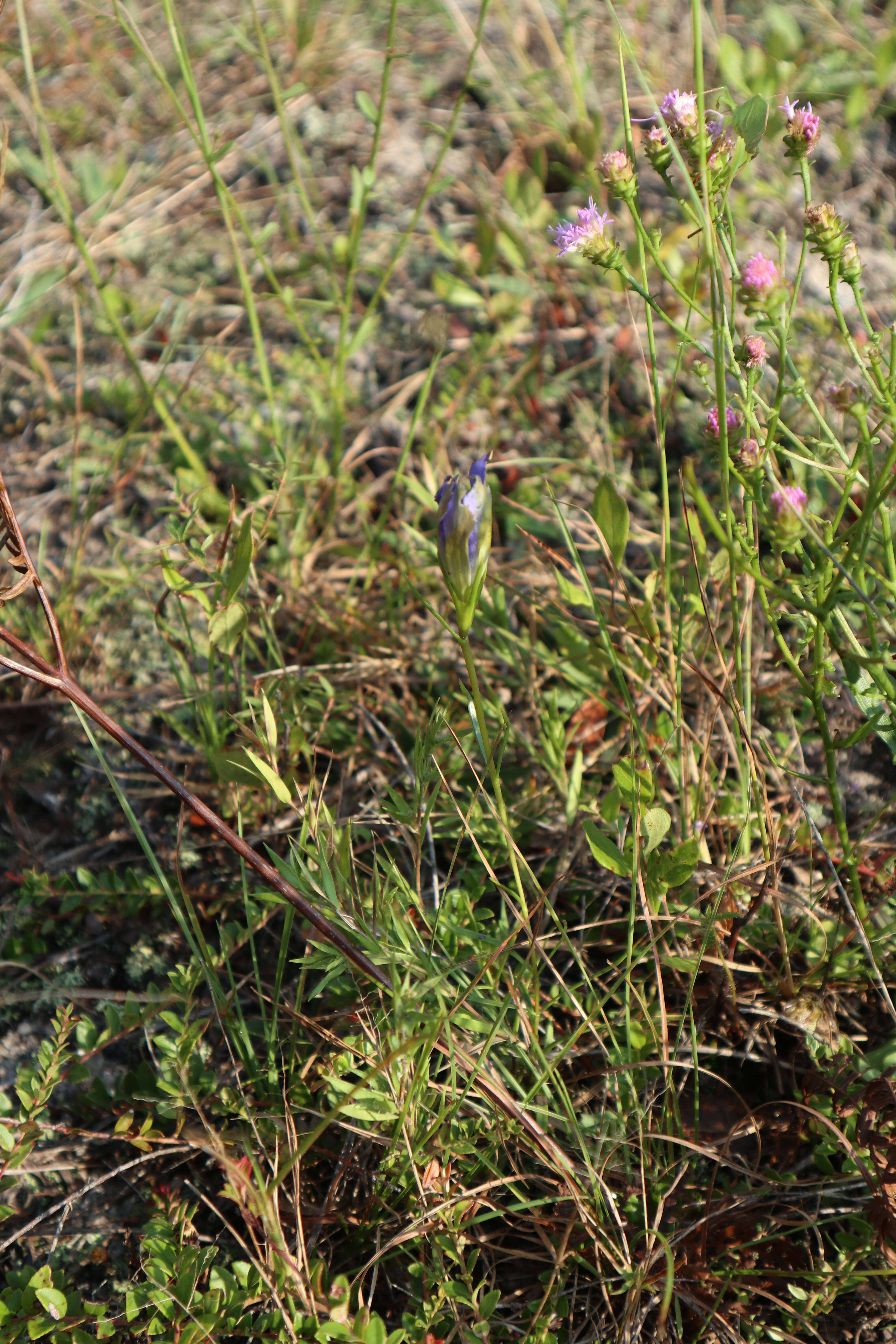 Image of pine barren gentian