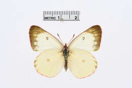 Image of Pink-edged sulphur