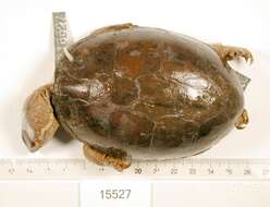 Image of Mississippi mud turtle