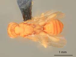 Imagem de Isosomodes