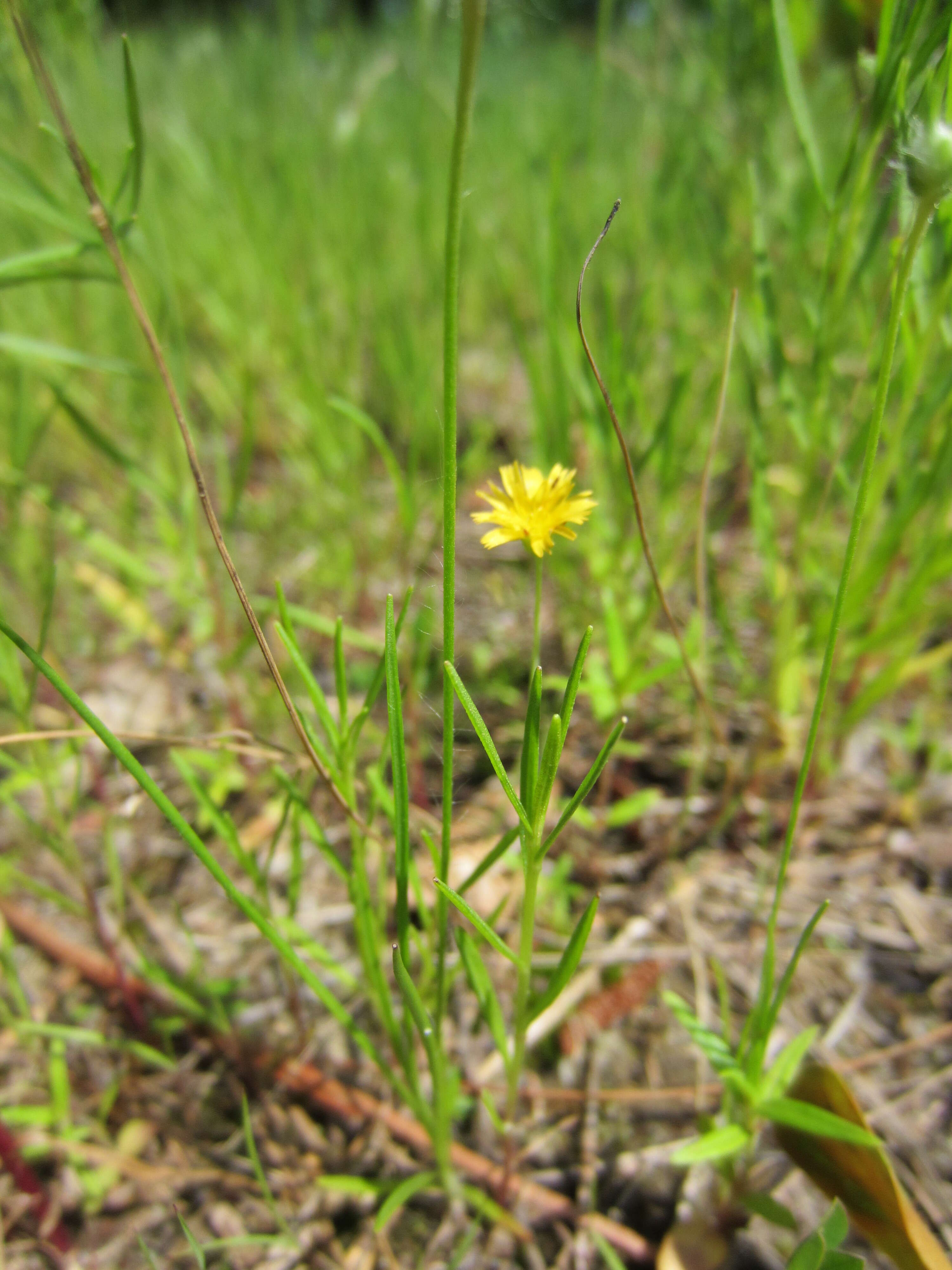 Image of Dwarf dandelion