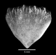 Plancia ëd Pleotrochus zibrowii Cairns 1997