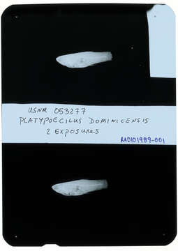 Sivun Poecilia dominicensis (Evermann & Clark 1906) kuva