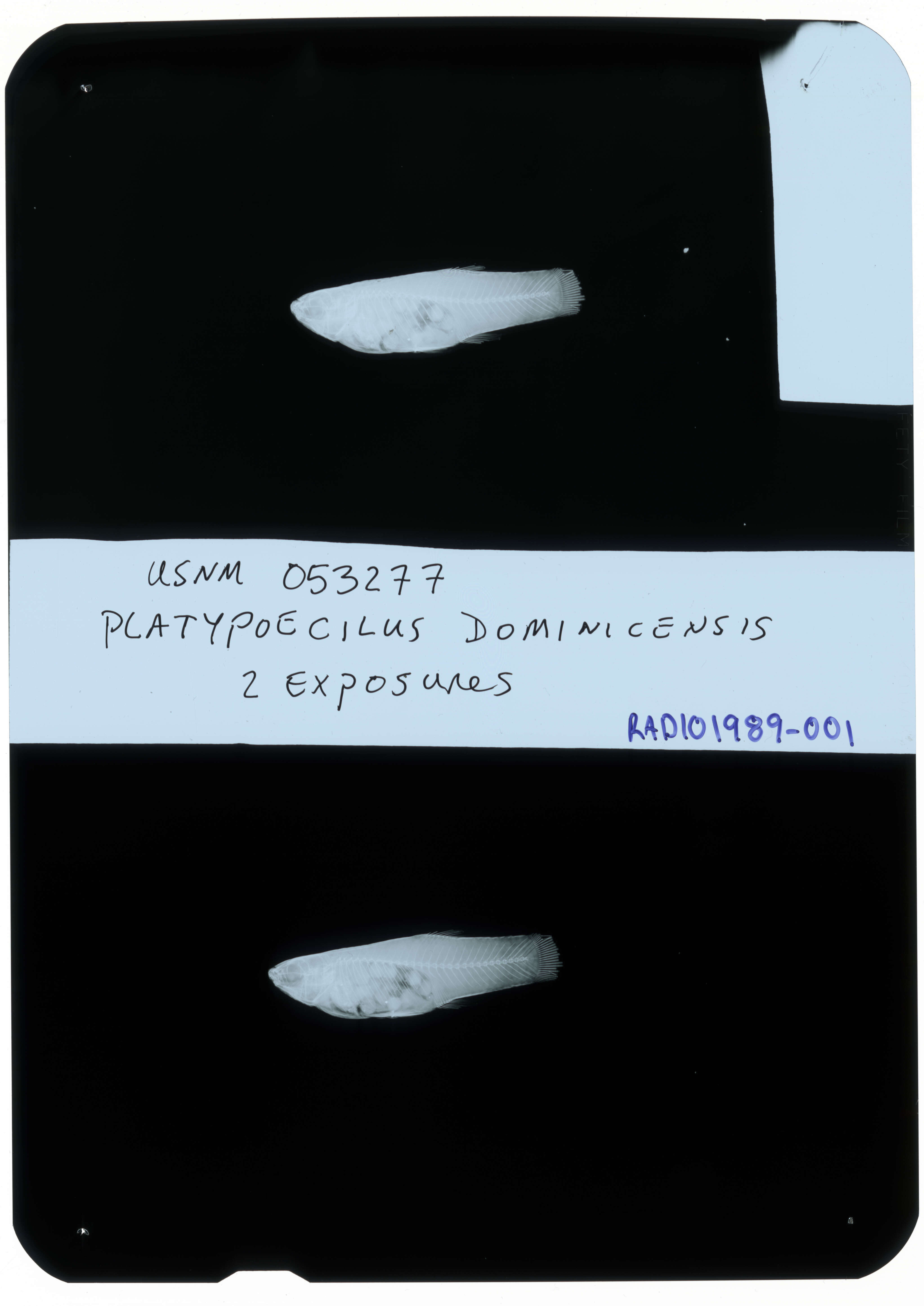 Imagem de Poecilia dominicensis (Evermann & Clark 1906)