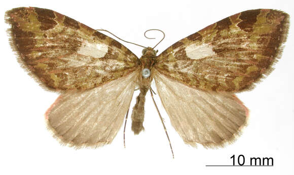 Image of Erebochlora albocentrata Thierry-Mieg 1907