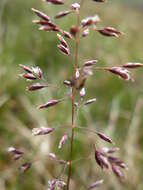 Image of Kentucky bluegrass