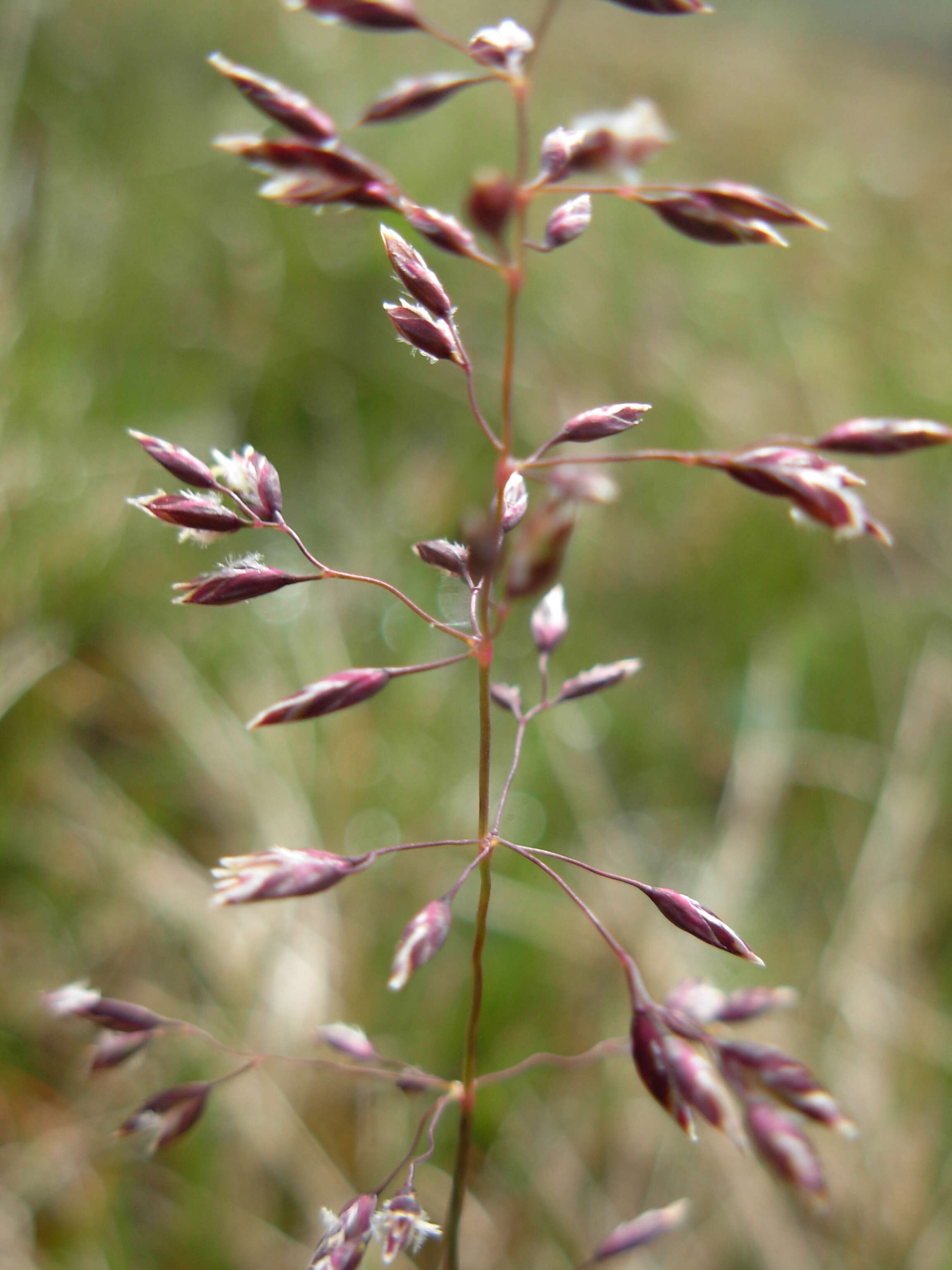 Image de Poa alpigena Lindm.