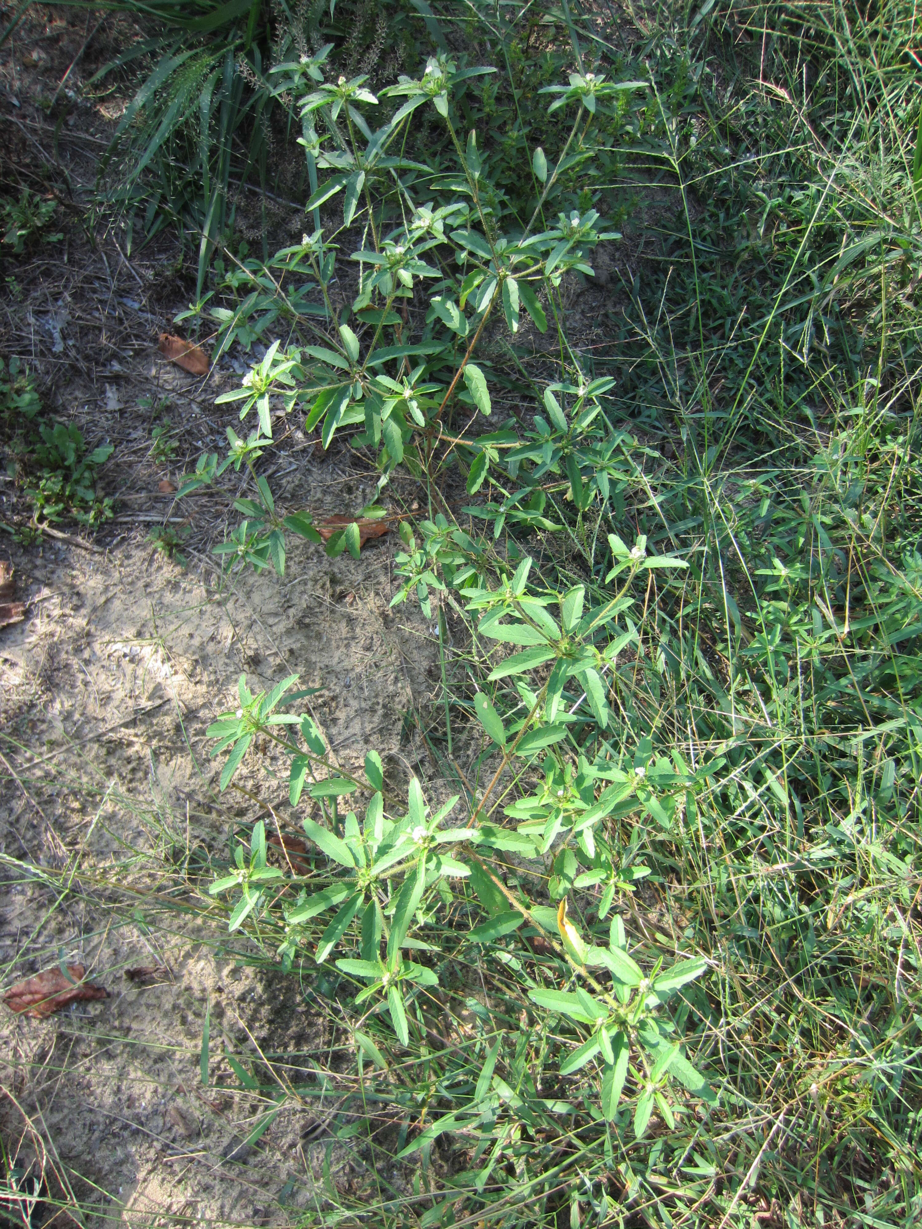 Plancia ëd Croton glandulosus var. septentrionalis Müll. Arg.