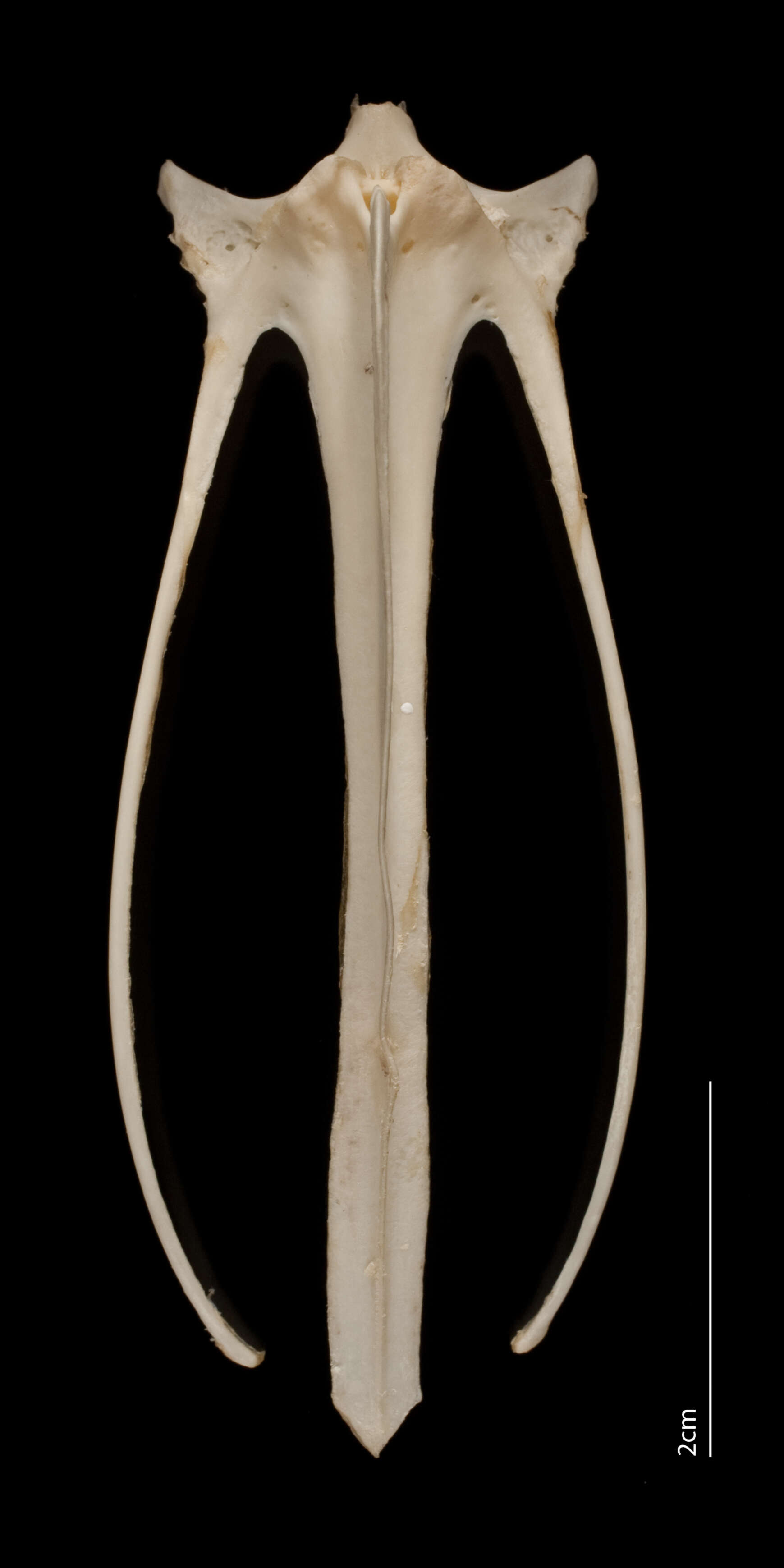 Image of Eudromia Geoffroy Saint-Hilaire & I 1832