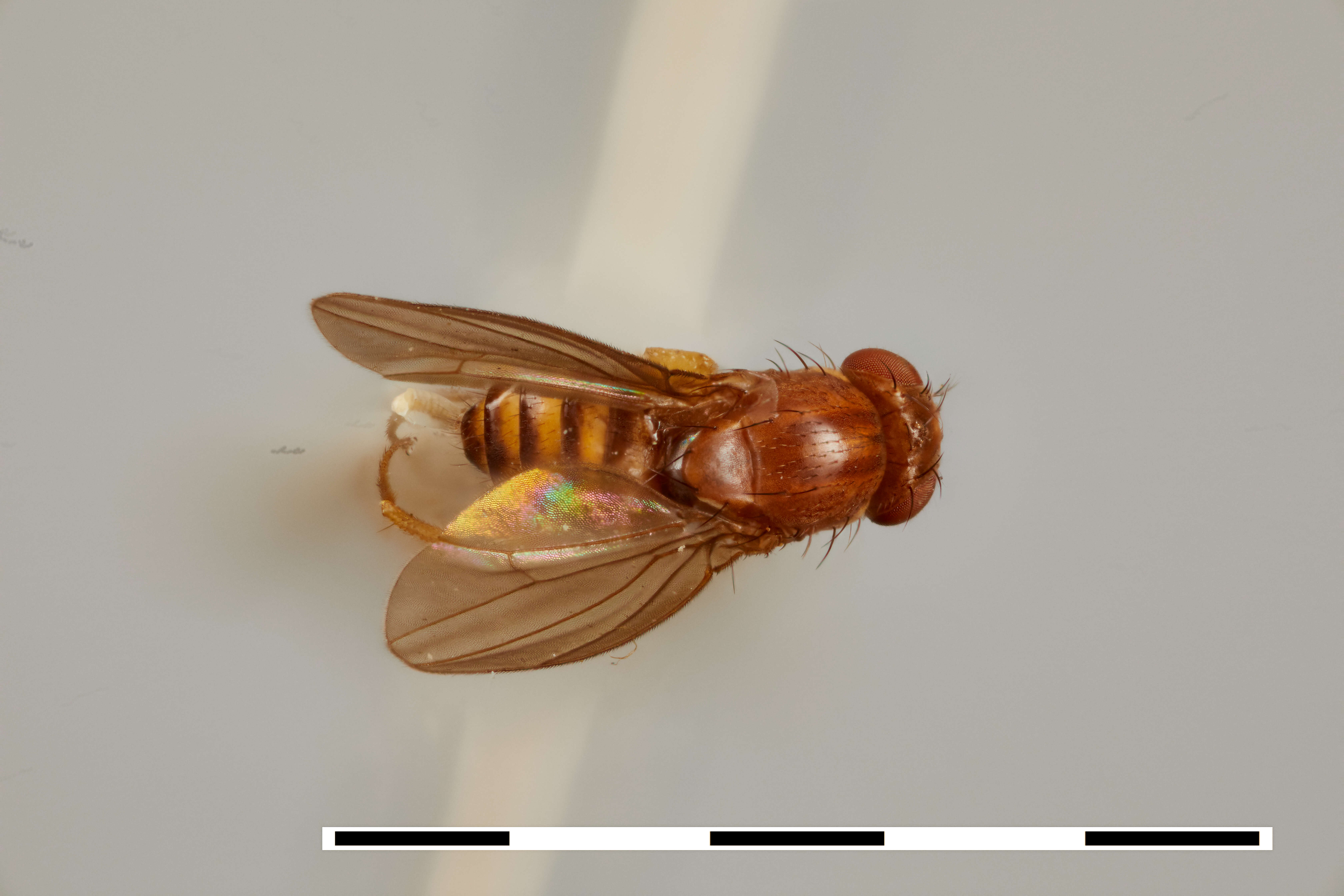 Image of Drosophila chagrinensis Stalker & Spencer 1939