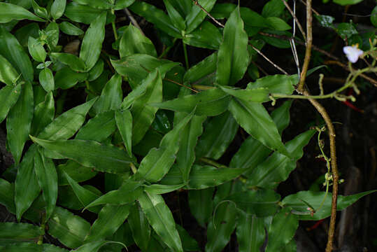 Image de Tradescantia Ruppius ex L.