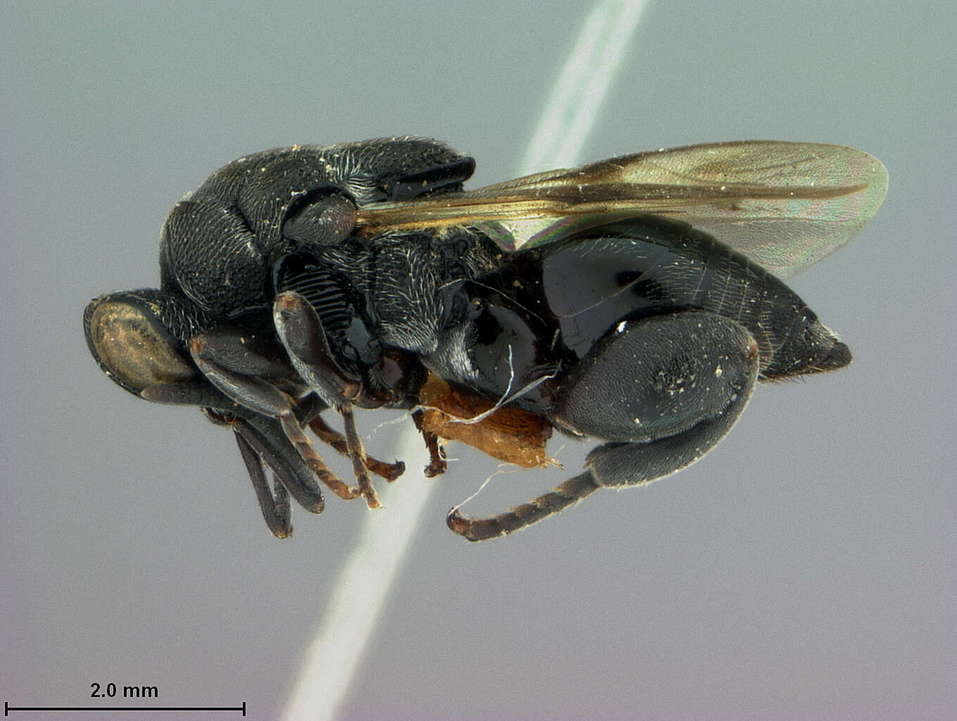 Image of Antrocephalus hakonensis (Ashmead 1904)