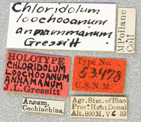 Image of Chloridolum loochooanum Gressitt 1934