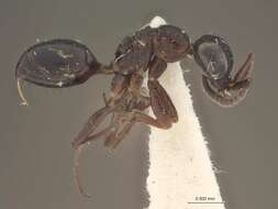 Image of Afrosega capensis Krombein 1983