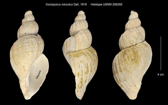 Volutopsius rotundus Dall resmi